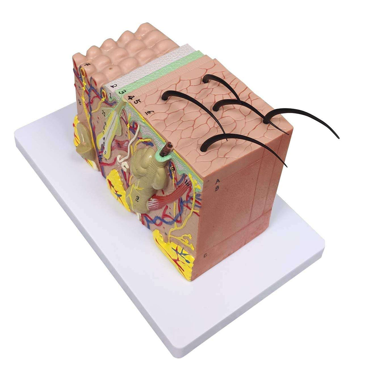 Skin Layers Models Project Skin Anatomy Model – 35X Enlarged Display – INK & BEAUTY CO